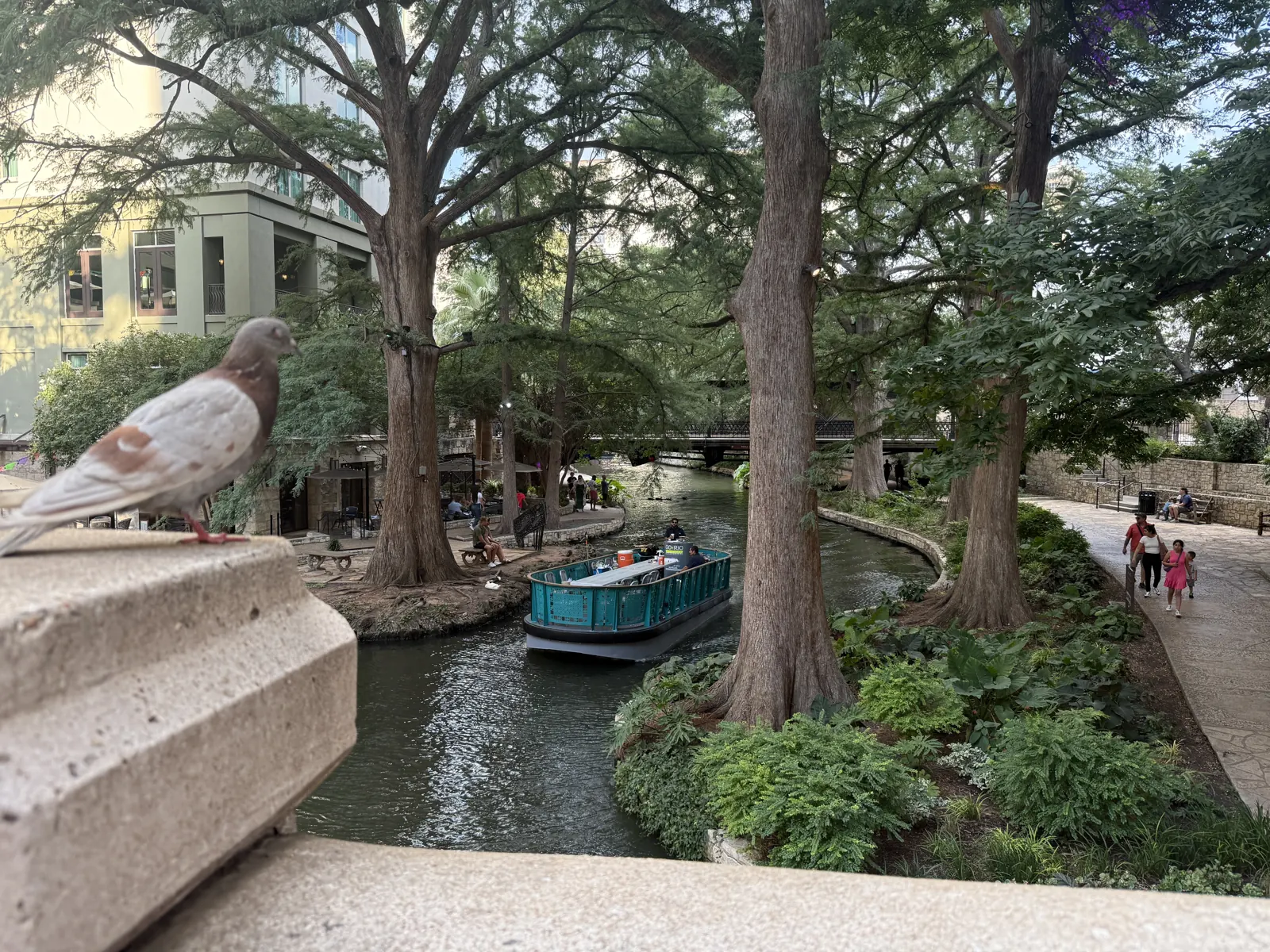 River barge passing under cypress trees on the River Walk